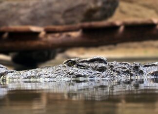 Kto ustala zasady w domu?