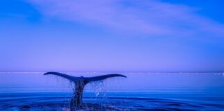 W jakim czasie należy zgłosić naruszenie ochrony danych osobowych?