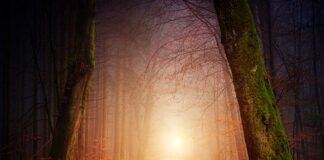 Czy wynajmujący musi pokazać rachunki?