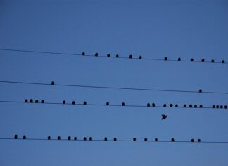 Gdzie jest największa emigracja? Gdzie jest największa emigracja?